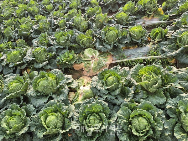 고온다습한 기후가 이어지면서 김장배추의 무름병 피해가 속출했다.