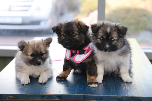 옥천 성산 인근에서 발견된 강아지 삼남매가 가족을 기다린다.