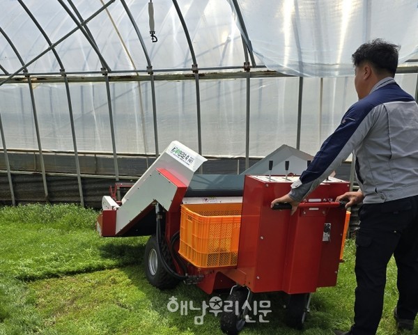 세발나물 수확도 기계화시대가 열릴 예정인 가운데 12월 중순 2차 테스트가 진행된다.