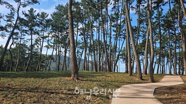 청년마을로 조성되고 있는 황산면 옥동리에 눙눙길 치유숲이 조성됐다.