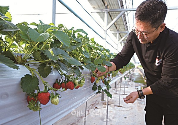 삼산면 박정환 농가에서 당도 높고 향이 진한 딸기가 출하되고 있다.