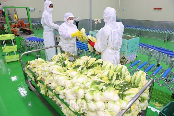 매년 가격폭락이 반복됐던 해남 배추값도 안정세를 보이며 농가 소득에도 보탬이 되고 있다.