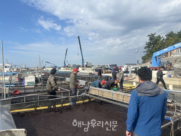 물김위판이 진행되고 있는 가운데 2025년 물김 위판액이 1,500억원에 이를 것으로 전망된다.