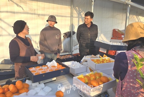 설을 앞두고 제주산보다 더 당도가 높은 해남산 레드향이 출하되고 있다.