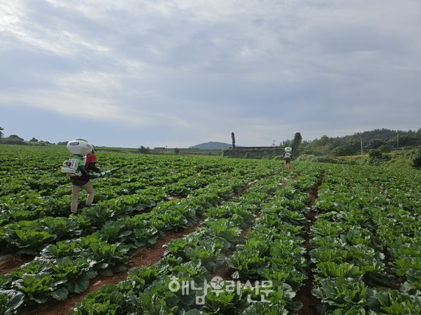 산이농협은 계약재배 배추의 경우 별도의 인력을 투입, 직접 배추 농사를 지어 배추의 상품성을 높이고 있다.(지난해 병해충 방제)