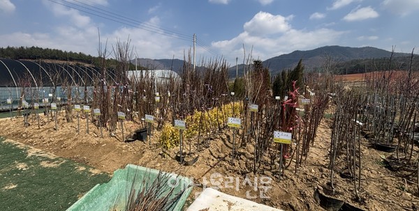 봄철이면 사람들로 붐빌 나무시장이 12·3 계엄 여파로 거래량도 크게 감소했다.