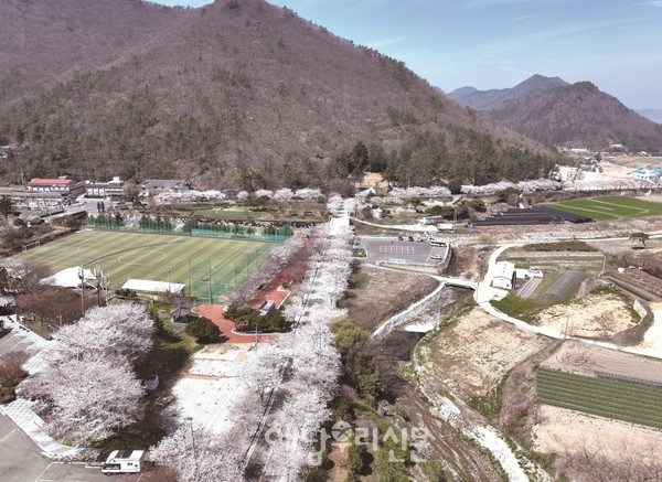 해남 대표 벚꽃 터널인 대흥사 입구 두륜산 도립공원쉼터에서 4월5일 ‘제1회 두륜산 왕벚꽃 막걸리 축제’가 열린다.