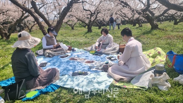 산이보해매실농원 매화가 만개한 지난 주말 차를 좋아하는 이들이 한식다과와 봄나들이에 나섰다.