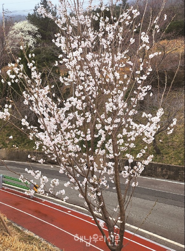 매화가 만개한 요즘, 벚꽃도 함께 개화했다.(우슬경기장 입구 벚꽃)
