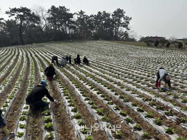 문내면 예락마을은 봄 배추가 안정적으로 생육할 수 있는 농법을 도입해 시험 재배에 들어갔다.