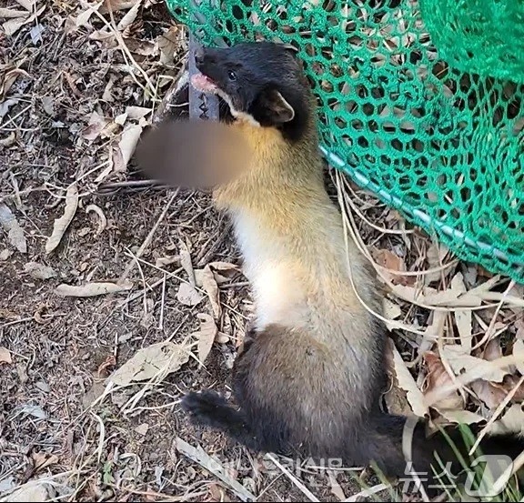 달마산 등산로에서 야생동물 담비가 불법 덫에 걸려 있던 것을 소방대원들이 출동해 구출했다.