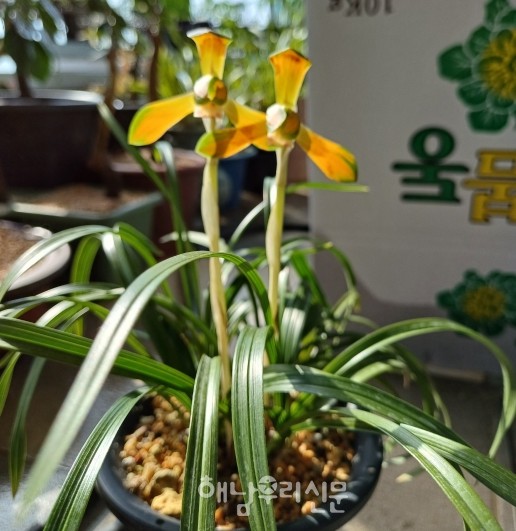 올해 출품될 난