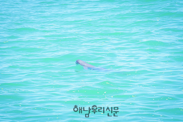 문내 임하도 앞 상괭이(사진제공=서정초 이중헌 교사)