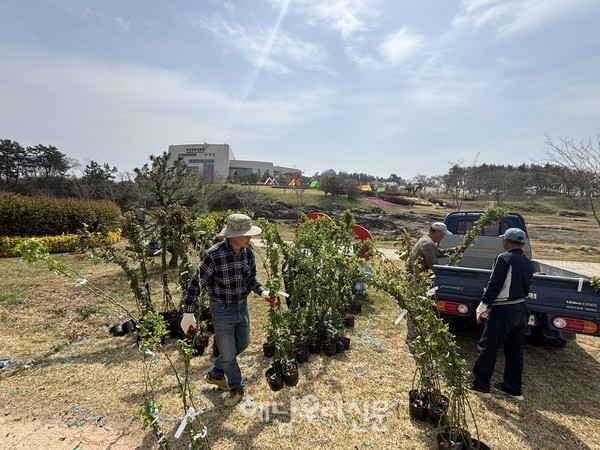 해남공룡박물관 야외 공간에 정원을 만들기 위한 꽃나무 식재가 한창이다.