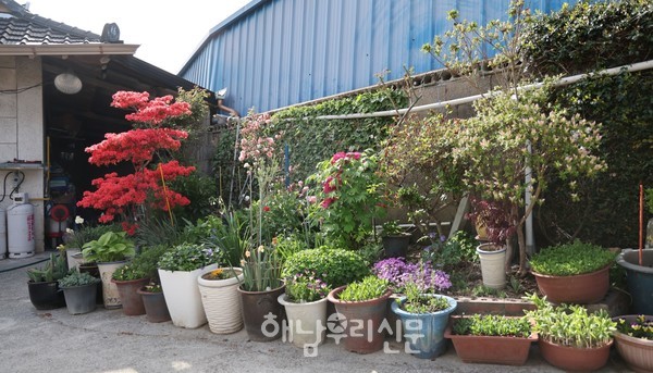 옥천면 호산마을 윤순양 할머니의 정원에는 봄을 맞아 철쭉과 수선화, 매발톱, 목단이 한창이다.