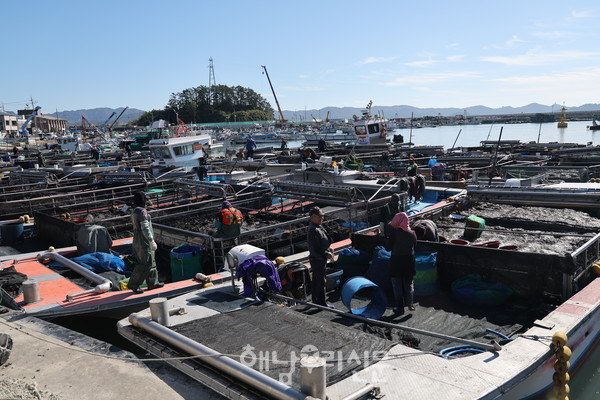 만호해역 김양식 재개로 송지면 어란위판장이 활기를 찾은 가운데 위판액도 최대치를 찍었다.