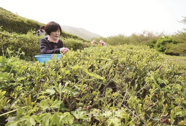 곡우 절기인 4월20일부터 두륜산 녹차 체험장이 개방됐다.(지난해 채엽 모습)