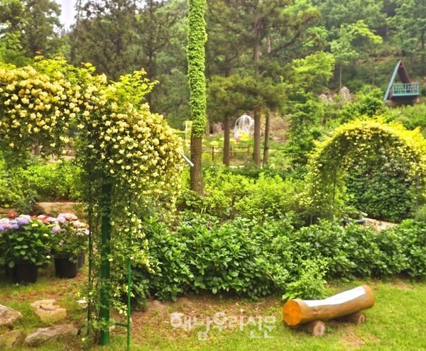 현산면 포레스트수목원에서 5월7일까지 ‘목향장미 축제’를 연다.(지난해 포레스트수목원)