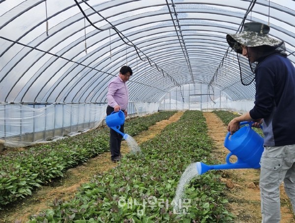 해남군농업기술센터가 덩이줄기썩음병을 잡는 미생물을 개발, 실증시험에 착수했다.