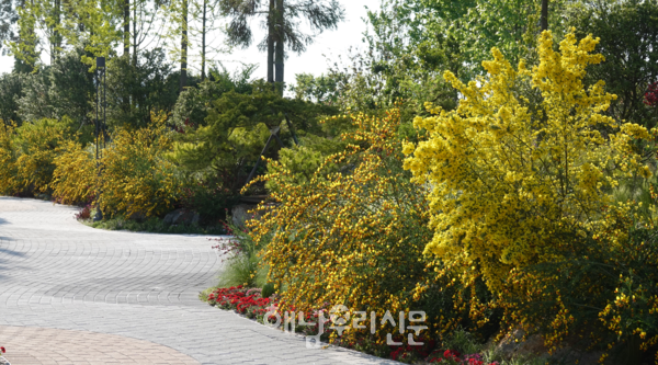 산이정원 곳곳에 금작화가 만개한 가운데 ‘금작화 페스타’가 열리고 있다.