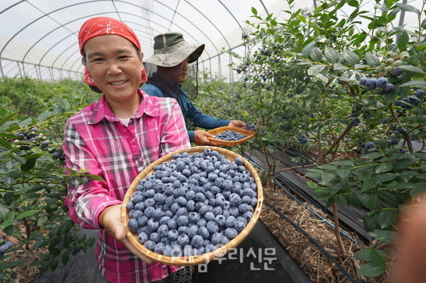 황산면 한자블루베리 농장