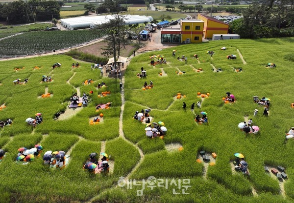밀밭에서 즐기는 수제맥주 축제가 오는 5월25일 황산면 연호 보리밭에서 열린다.(지난해 축제 모습)