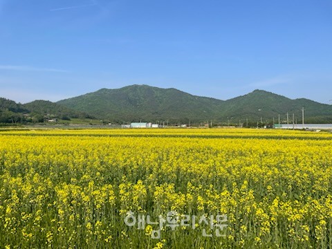 해남읍 연동 고산유적지 입구 6만평에 조성된 유채꽃 단지가 만개했다.