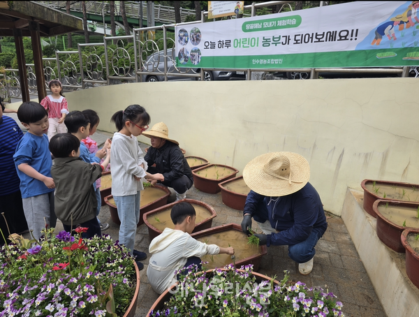 해남쌀을 공급받는 서울시 소재 12개 초등학교에서 모내기 체험행사가 진행 중이다.