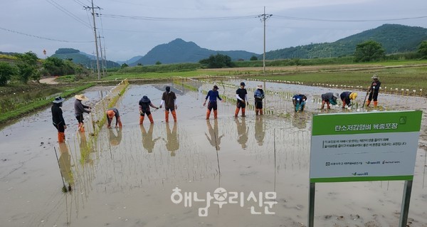 오는 5월31일~6월1일 400여 품종에 이른 인디카 모내기 행사가 진행된다.(지난해 인디카 모내기 모습)