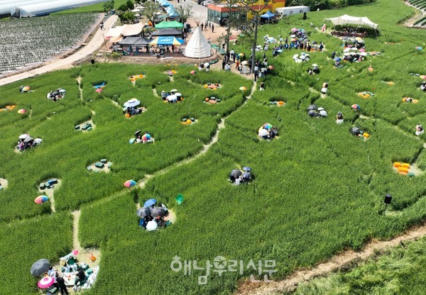 보리밀밭 안에서 즐긴 황산면 연호 수제맥주 축제가 지난 5월25일 열렸다.
