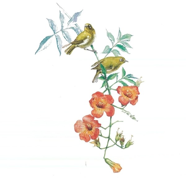 능소화, 동박새