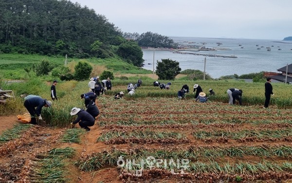 송지면이 지역 농가를 찾아 일손 돕기를 실시했다.