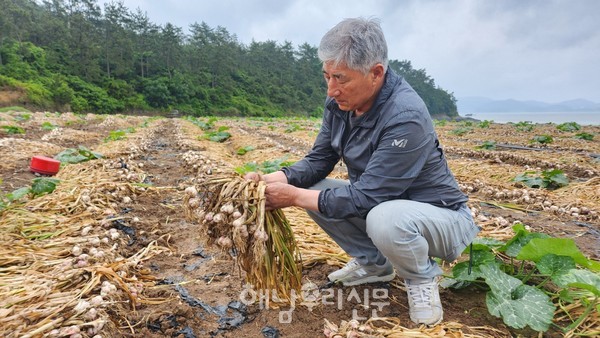 송지면 동현 마을 마늘밭, 평소 크기보다 절반 밖에 안 되는 마늘구가 수확되고 있다.