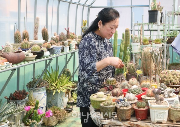 해남읍 해리 평범한 주택가에 천애자씨가 가꾼 비밀의 옥상정원에는 선인장 500종과 다육이 300종이 자라고 있다.