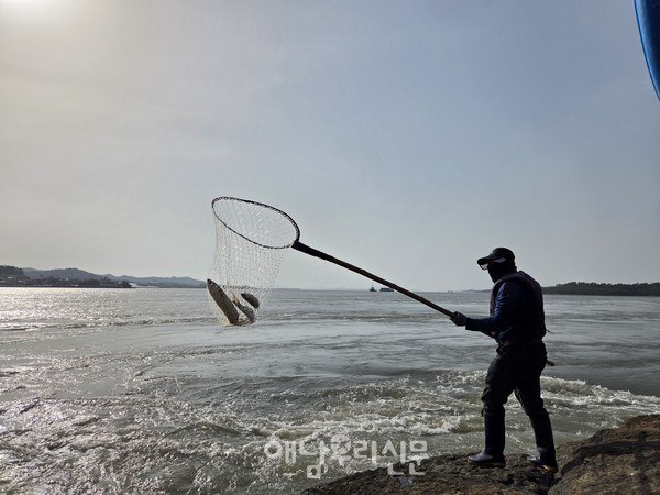 울돌목 숭어잡이 철인 요즘 박양호씨가 거센 물살을 헤치고 오르는 숭어를 뜰채로 잡아 올리고 있다.
