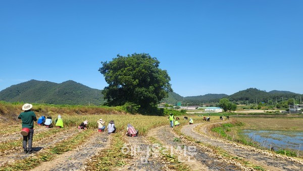 삼산면과 농업기술센터는 삼산면 송정리에서 마늘 수확 작업을 도왔다.