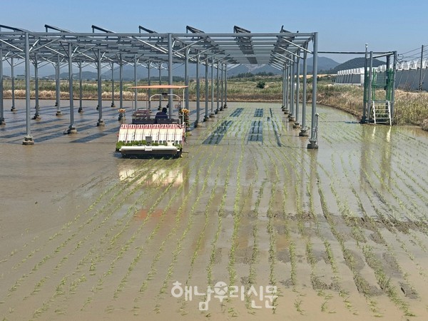 농림축산식품부 주관으로 산이면 간척지에서 영농형 태양광 재배모델 실증연구가 시작됐다.