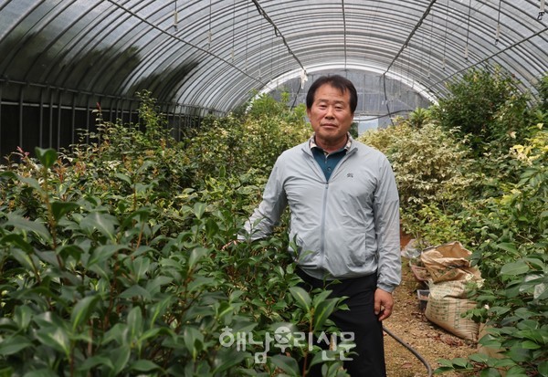 해남읍 복평리에 자리한 북두성농원, 최용문·정혜숙 부부가 가꿔온 이곳은 무늬동백의 고향이라 불린다.