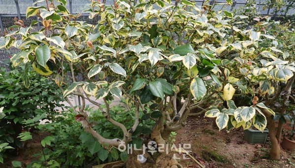 북두성농원에는 다양한 무늬동백이 자리한다.(해남복륜)