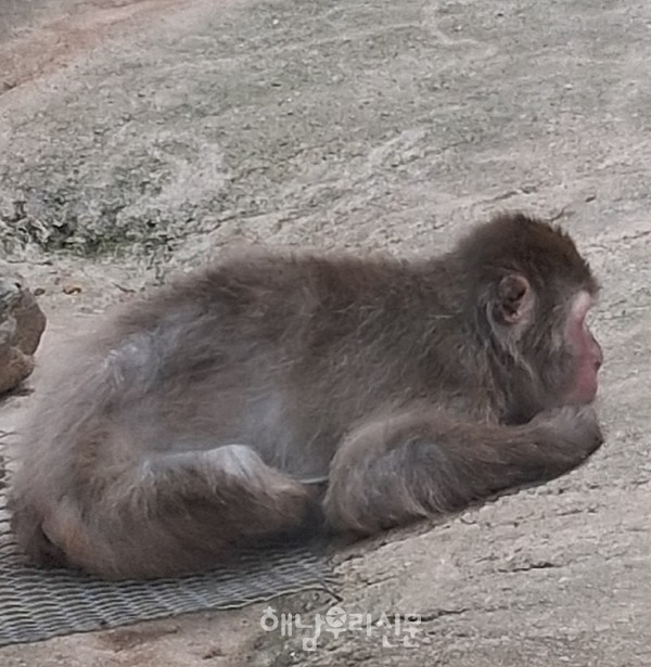 흑석산자연휴양림에서 살던 남원이가 집을 나가는 바람에 소동 아닌 소동이 일었다.