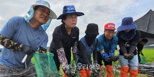 마산면은 친환경 간척지에서 ‘면·농가 합동 왕우렁이 수거의 날’을 운영했다.