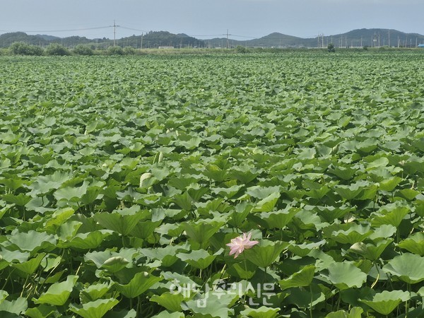 해남 곳곳에 하얀색, 초록색, 붉은색 연 물결이다. 꽃을 피어냈을 때 가장 사랑받은 연이지만 좀처럼 꽃을 보이지 않는 연도 있다.(현산면 신방저수지)