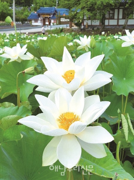 삼산 매정리 연방죽