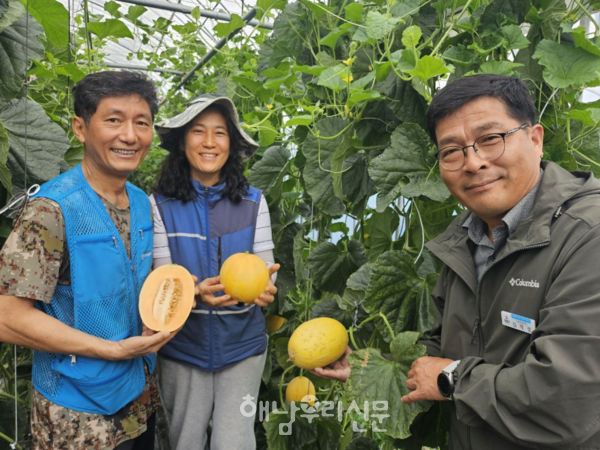 계곡면 임준효 농가에서 하미 멜론 조기 수확이 시작됐다.