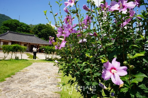 광복 80주년을 맞은 올해 옥천면 영신마을 양한묵 생가에 무궁화가 만개했다.