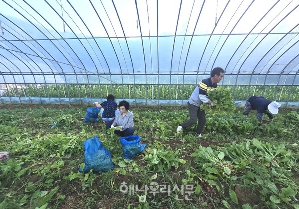 화산면주민자치회 위원들이 소재근 이장 하우스에서 열무를 수확하고 있다.