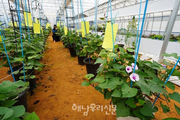 삼산면 나범리에 들어선 해남고구마연구센터는 해남고구마의 연구 및 신품종 육성 전진기지 역할을 담당한다.