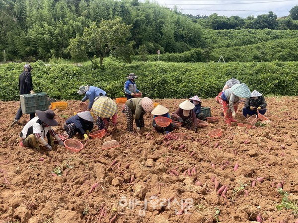 식감과 뛰어난 당도를 자랑하는 햇고구마의 수확이 한창이다.