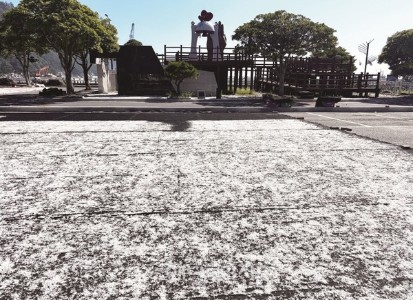 멸치 어획량이 크게 줄어든 가운데 땅끝마을에서 은빛 멸치가 건조되고 있다.