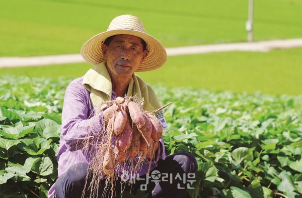 산이면 강동길씨의 들녘.